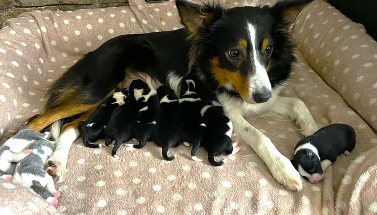 2026 working border collie litter