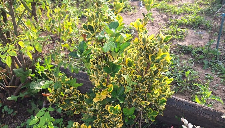 a small garden shrub in fall