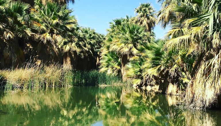 Palm Springs, CA - Thousand Palms Oasis is a desert oasis, created by water seeping up from below