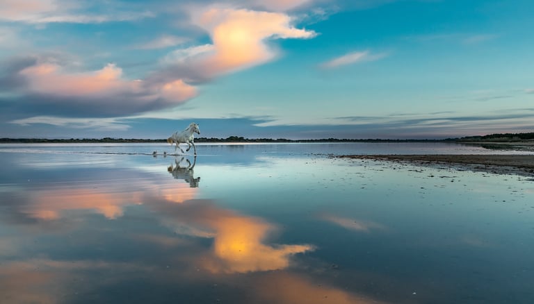 A white Camargue horse running through shallow water with a sunset sky reflection.