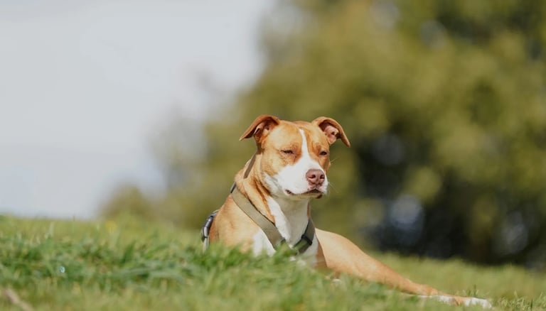 Carte service Essai gratuit – test sans engagement du service de ramassage canin