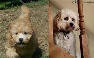 maltipoo color change