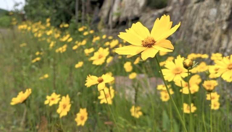 Wildflowers observed in Ontario by Environmental Consultants at Aster Environmental.