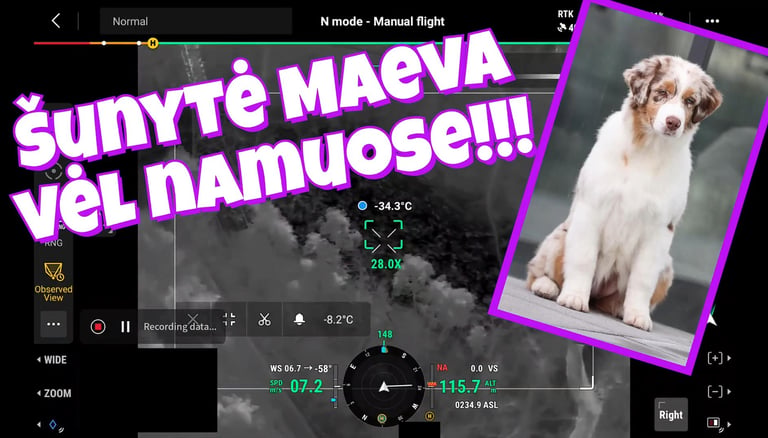 Dingusios šunytės Maeva paieška