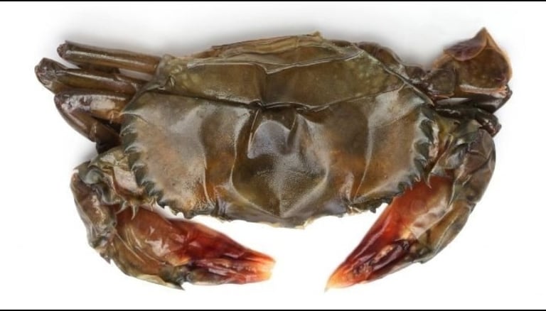 soft-shell crabs