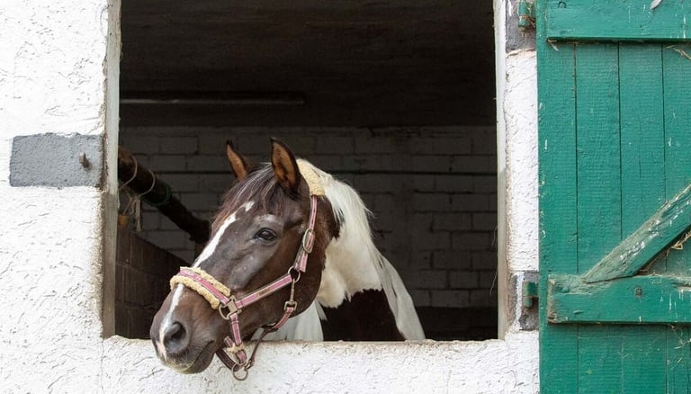 A brown and white horse looks out from a white stable window next to a green wooden door.