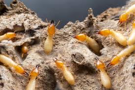 exterminator pest control