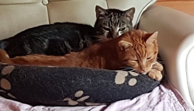 Ginger tom Rusty and his tabby brother Shere Khan curled nose to nose in a shared pet bed.
