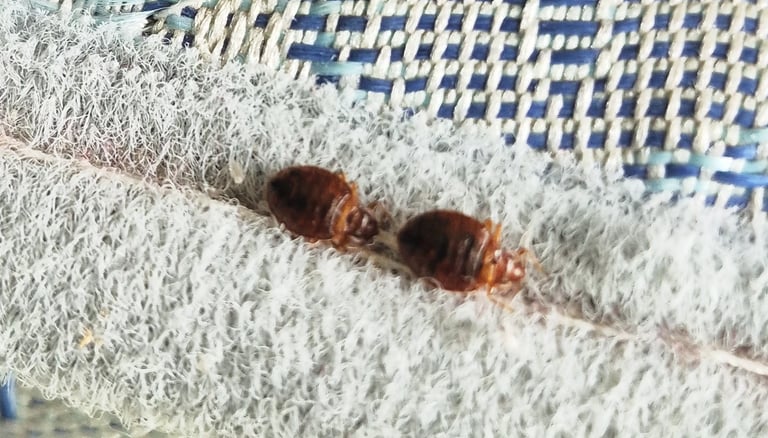 punaises de lit sur matelas