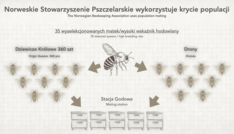 Foredrag om avl i Norge for det Polske birøktelag