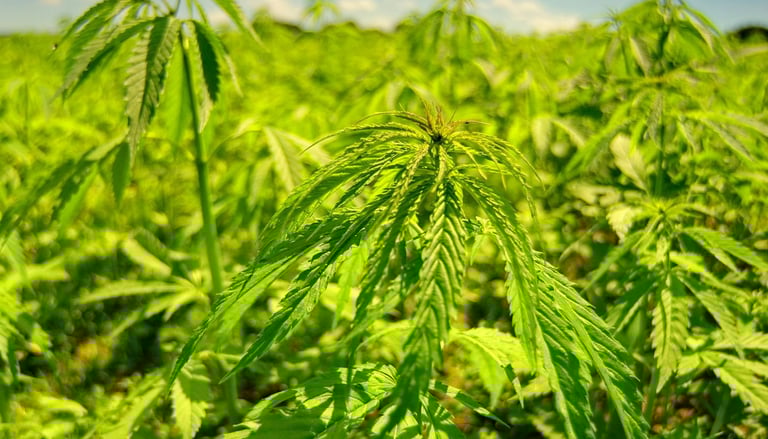 Plantas de cáñamo verde brillante creciendo en un campo abierto bajo el sol, con follaje saludable y