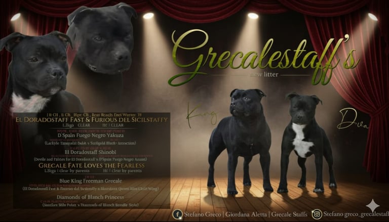 Cucciolata Grecalestaffs tra il campione Italiano El doradostaffs Fast & Furious e la nostra diva