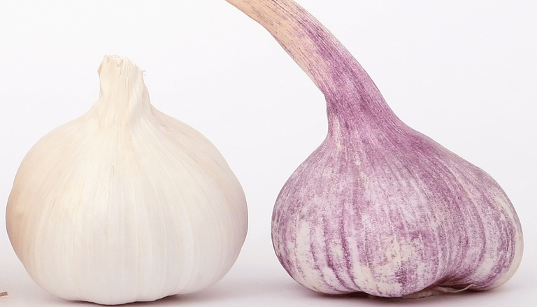 Garlic