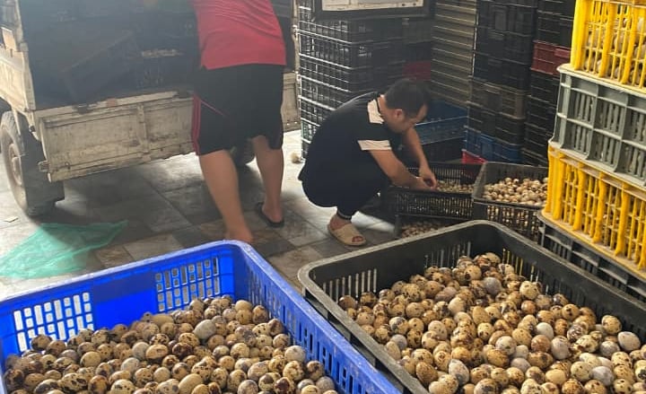 trứng chim cút bóc sẵn Đông Anh, Hà Nội, chim cút thịt, chim câu thịt giá sỉ