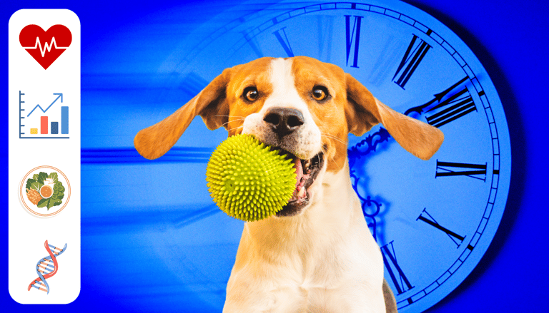 A dog with a ball inside, an old clock simulating time, and icons representing health factors.