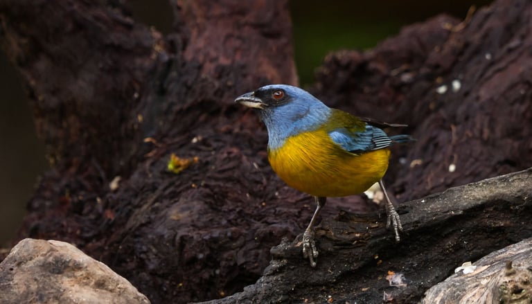 Colombia Andes Bird Photography Tour