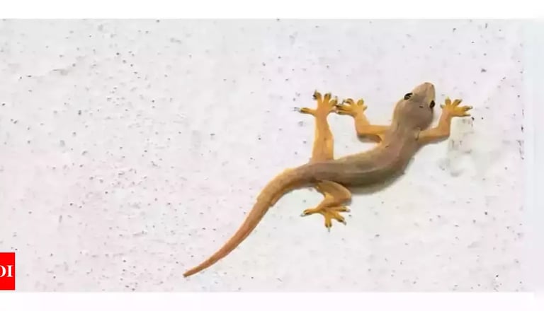 Lizard Pest Control Service