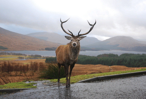 Red deer with large antlers with hills and loch in the background