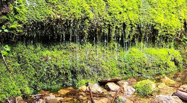 Salem, OR - Water trickling down a mossy embankment at Drift Creek Falls