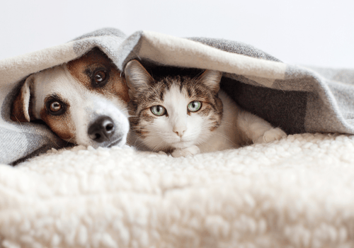 Chien et chat allongés côte à côte dans leur famille d'accueil