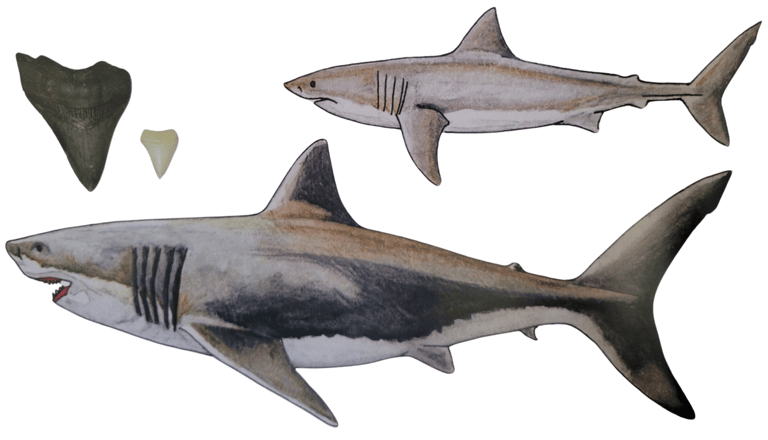 Comparaison Mégalodon et Requin Blanc