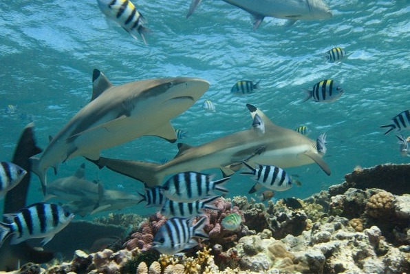 requin-pointes-noires