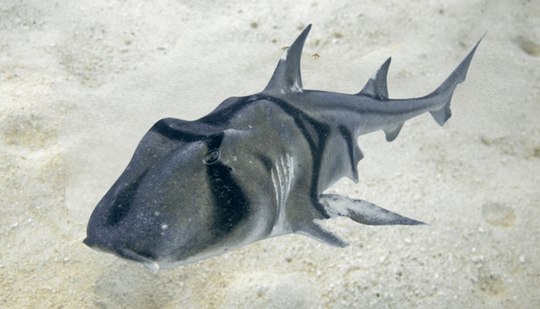 Requin dormeur taureau Jackson