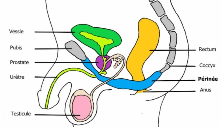 rééducation du périnée homme