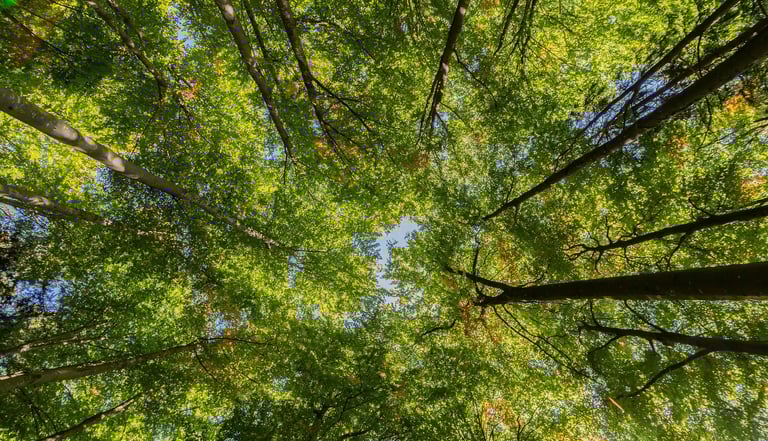 Arbre de vie