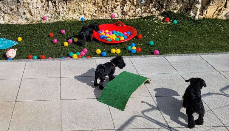 Violette des Diamants Noirs d'Also