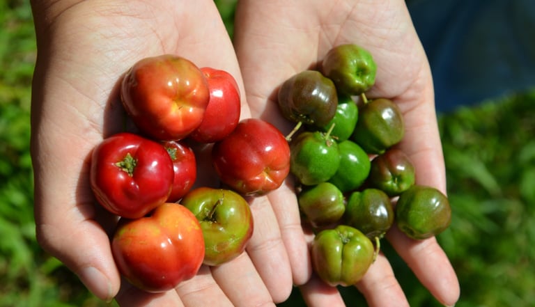 acerola