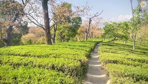 Tea plantation near Dharamshala  Kangra Valley tea garden Dharamshala.