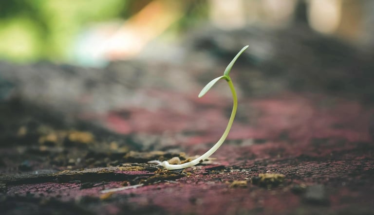a small plant growing from the ground