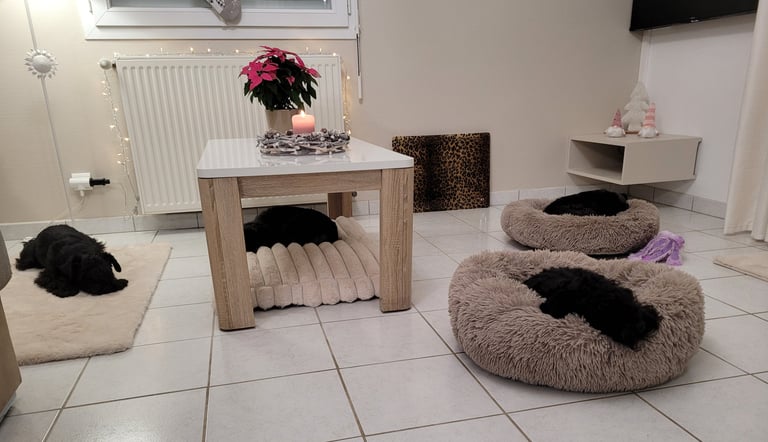 Elevage des Diamants Noirs d'Also