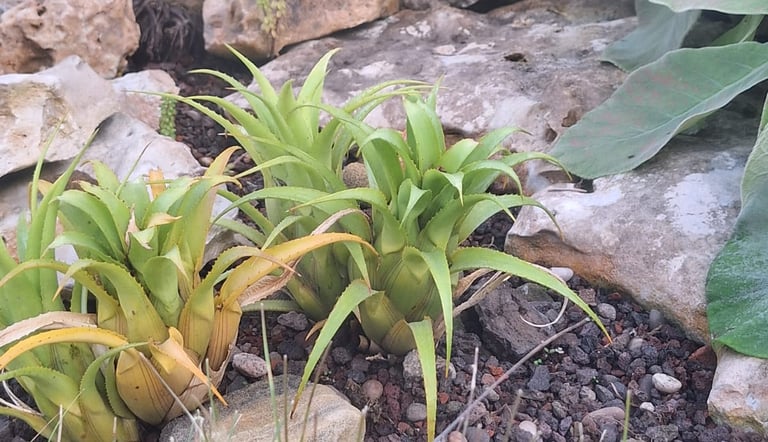 three bright green succulents in a stony landscape