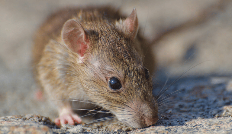 rat