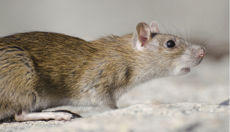 souris