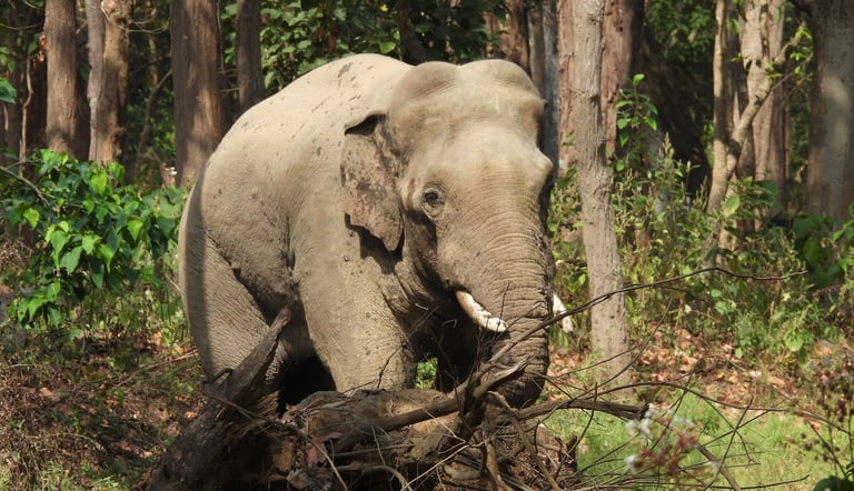 elephant in Bardiya National Park