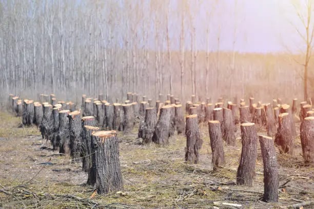 Deforestation