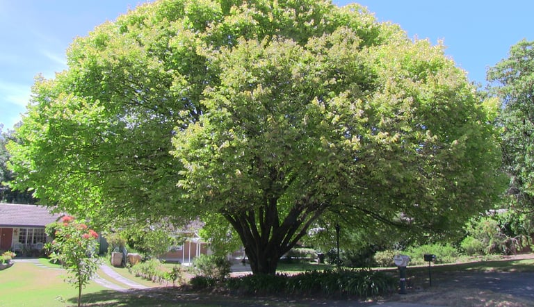 Golden elm tree in full leaf after structural bracing