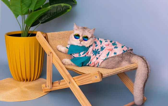 gatito acosta en una silla con lentes y camisa con palmeras