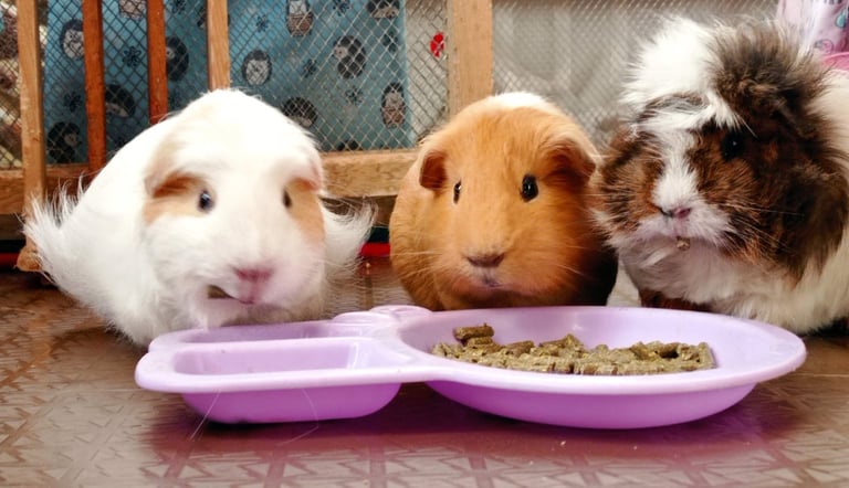 Cobayas comiendo pellets