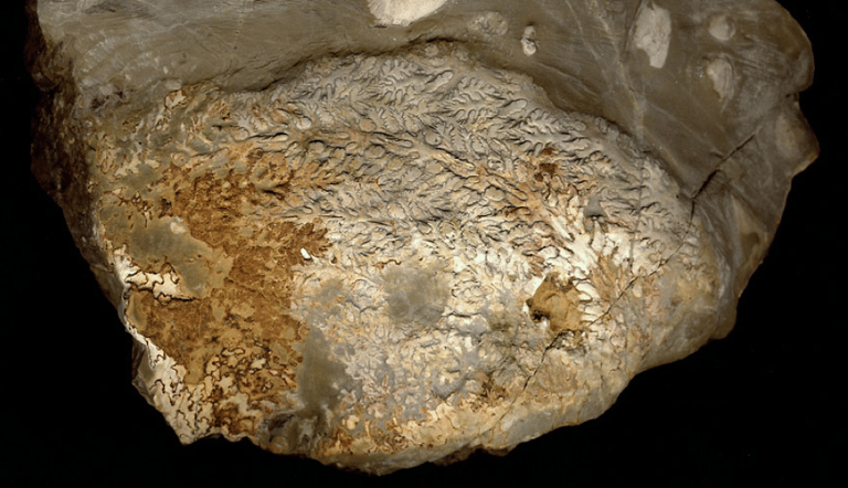 The species Sturia brandti REIN, 2019 – a newly discovered Alpine immigrant that arrived before the