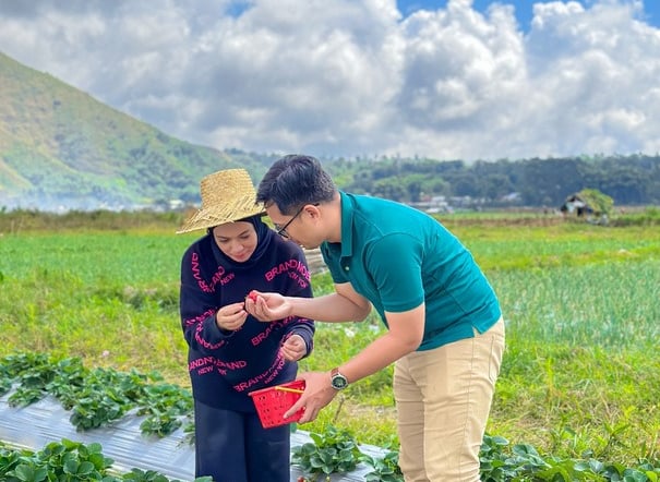 a woman in a strawberries field with a bucket in sembalun hat on