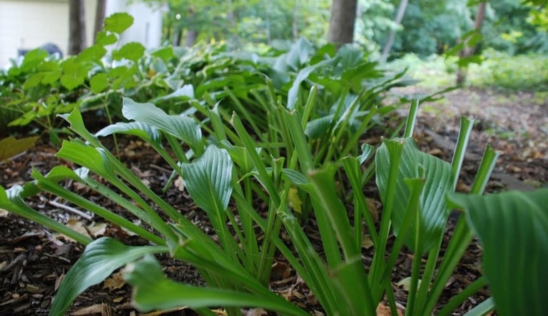 multiple plants that have been eaten by deer