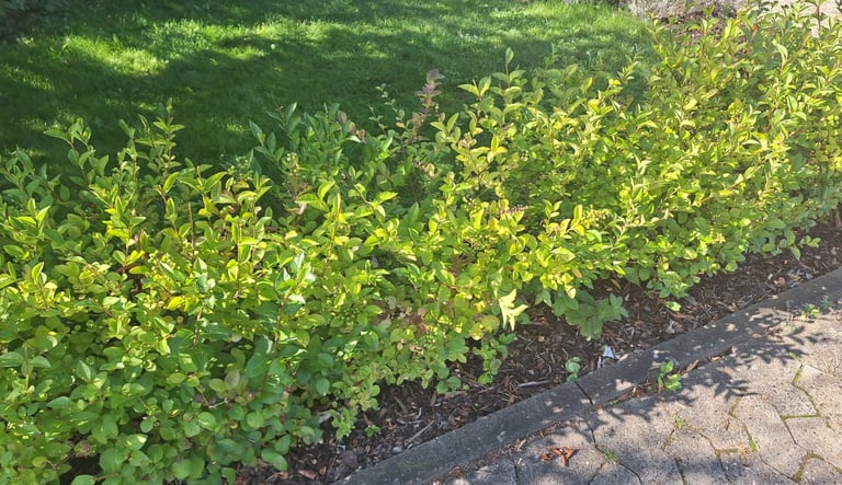 a long green and leafy hedge growing in front of a house