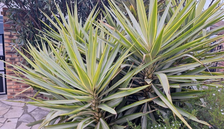 two Yucca perennial plants growing together