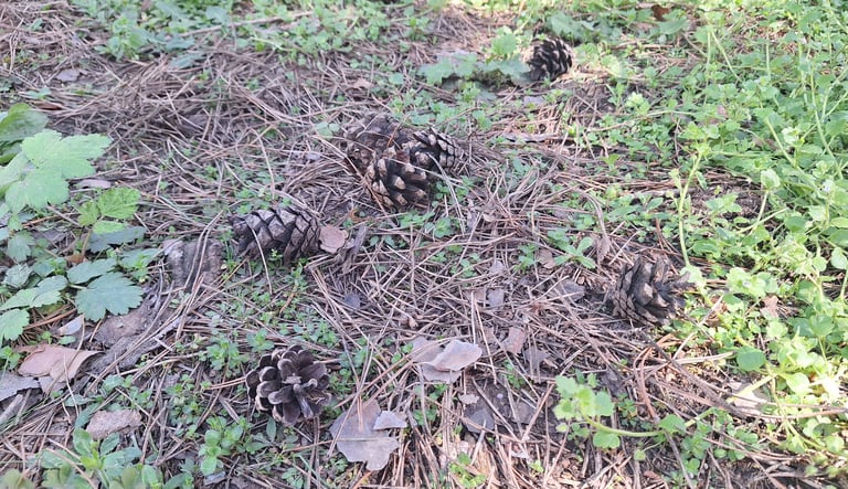a garden surface with pine needles and cones
