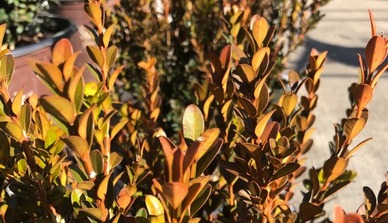 a dead shrub with yellow-brown leaves in full sn