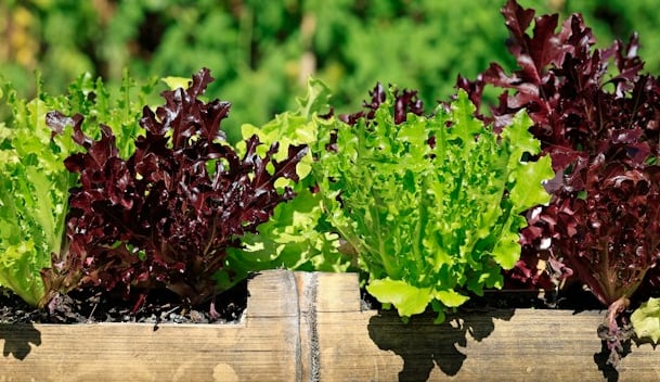 a few leafy lettuce plants that are ready to harvest